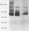 Streptococcus pneumoniae antibody, 22002, QED Bioscience, Western Blot image 