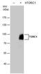 CREB Regulated Transcription Coactivator 1 antibody, PA5-78444, Invitrogen Antibodies, Western Blot image 