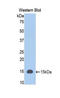 Polymeric Immunoglobulin Receptor antibody, LS-C300291, Lifespan Biosciences, Western Blot image 