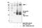 Matrix Metallopeptidase 1 antibody, 54376S, Cell Signaling Technology, Immunoprecipitation image 