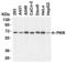 Eukaryotic Translation Initiation Factor 2 Alpha Kinase 2 antibody, 3949, ProSci, Western Blot image 