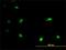 Iroquois Homeobox 3 antibody, H00079191-M03, Novus Biologicals, Immunofluorescence image 