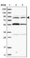 Ring Finger Protein 19A, RBR E3 Ubiquitin Protein Ligase antibody, NBP1-87989, Novus Biologicals, Western Blot image 