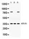 Aldose reductase antibody, PA5-78750, Invitrogen Antibodies, Western Blot image 