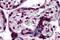 Karyopherin Subunit Alpha 7 antibody, 5993, ProSci Inc, Immunohistochemistry paraffin image 