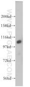 Integrator Complex Subunit 5 antibody, 14069-1-AP, Proteintech Group, Western Blot image 