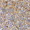 Ubiquitin Conjugating Enzyme E2 R2 antibody, A7373, ABclonal Technology, Immunohistochemistry paraffin image 