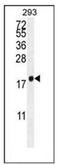 C1q And TNF Related 9B antibody, AP53220PU-N, Origene, Western Blot image 