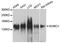 NODAL Modulator 1 antibody, PA5-76524, Invitrogen Antibodies, Western Blot image 