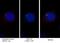 Protein unc-119 homolog A antibody, 13065-1-AP, Proteintech Group, Immunofluorescence image 