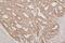 Thioredoxin 2 antibody, A04586-1, Boster Biological Technology, Immunohistochemistry frozen image 