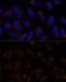 Receptor activity-modifying protein 1 antibody, GTX54684, GeneTex, Immunocytochemistry image 