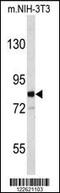 Ecotropic Viral Integration Site 5 antibody, 63-816, ProSci, Western Blot image 