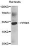 Purinergic Receptor P2X 3 antibody, STJ112270, St John