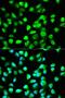 Vitamin D Receptor antibody, orb186488, Biorbyt, Immunofluorescence image 