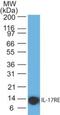 Interleukin 17 Receptor E antibody, NBP2-27366, Novus Biologicals, Western Blot image 