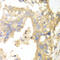 Glycogen Phosphorylase B antibody, 15-054, ProSci, Immunohistochemistry frozen image 