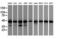 Isocitrate Dehydrogenase (NADP(+)) 1, Cytosolic antibody, LS-C175286, Lifespan Biosciences, Western Blot image 