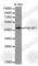 PAK1 Interacting Protein 1 antibody, A4809, ABclonal Technology, Western Blot image 