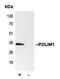 PDZ And LIM Domain 1 antibody, orb214862, Biorbyt, Immunoprecipitation image 