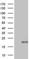Anterior Gradient 2, Protein Disulphide Isomerase Family Member antibody, CF809782, Origene, Western Blot image 