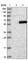 Carboxypeptidase A3 antibody, HPA006479, Atlas Antibodies, Western Blot image 