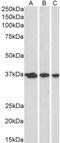 Apurinic/Apyrimidinic Endodeoxyribonuclease 1 antibody, PA1-9007, Invitrogen Antibodies, Western Blot image 