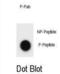 Cyclin B3 antibody, abx032217, Abbexa, Dot Blot image 