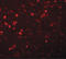 Synaptogyrin 1 antibody, LS-B5069, Lifespan Biosciences, Immunofluorescence image 
