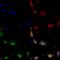 SH3 And Multiple Ankyrin Repeat Domains 2 antibody, 56466, QED Bioscience, Immunocytochemistry image 