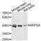 Inositol Polyphosphate-5-Phosphatase A antibody, STJ26233, St John