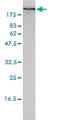 Filamin A antibody, LS-B6090, Lifespan Biosciences, Western Blot image 