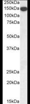 Thrombospondin 1 antibody, NBP1-52410, Novus Biologicals, Western Blot image 