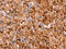 Growth Hormone 1 antibody, CSB-PA576969, Cusabio, Immunohistochemistry frozen image 