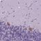 Ribosomal Protein L6 antibody, HPA068418, Atlas Antibodies, Immunohistochemistry frozen image 