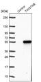 TWIST Neighbor antibody, PA5-54586, Invitrogen Antibodies, Western Blot image 