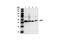 Lymphocyte Specific Protein 1 antibody, 3812S, Cell Signaling Technology, Western Blot image 