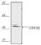 Glycogen Synthase Kinase 3 Beta antibody, ADI-KAP-ST002-E, Enzo Life Sciences, Western Blot image 