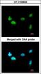 Scm Polycomb Group Protein Homolog 1 antibody, LS-C185847, Lifespan Biosciences, Immunocytochemistry image 