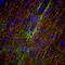 Neurofilament Medium antibody, M06821-1, Boster Biological Technology, Immunofluorescence image 