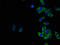Adenosine A2b Receptor antibody, LS-C498282, Lifespan Biosciences, Immunofluorescence image 