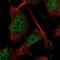 Tenascin R antibody, NBP1-86398, Novus Biologicals, Immunofluorescence image 
