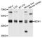 Basic Leucine Zipper And W2 Domains 1 antibody, STJ26244, St John