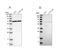 NPL4 Homolog, Ubiquitin Recognition Factor antibody, NBP1-82166, Novus Biologicals, Western Blot image 