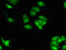 Lethal(2) giant larvae protein homolog 2 antibody, orb51754, Biorbyt, Immunocytochemistry image 