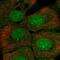 SET Binding Protein 1 antibody, PA5-61863, Invitrogen Antibodies, Immunofluorescence image 