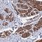 hMCS antibody, HPA039412, Atlas Antibodies, Immunohistochemistry paraffin image 