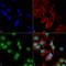 Adenosine A1 Receptor antibody, LS-C773568, Lifespan Biosciences, Immunocytochemistry image 