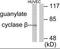 Guanylate cyclase soluble subunit beta-1 antibody, orb95970, Biorbyt, Western Blot image 