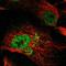 Transmembrane Protein 68 antibody, NBP1-81999, Novus Biologicals, Immunofluorescence image 